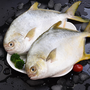 新鲜金鲳鱼鲜活速冻海鲜水产5斤海鱼银鲳鱼大个海鱼金昌